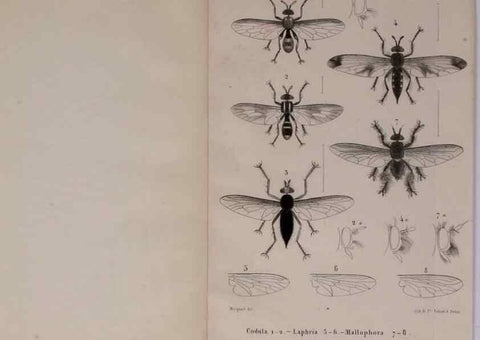 Reproducción/Reproduction 48602090941: Diptères exotiques nouveaux ou peu connus. Paris :Roret,1838-[43]. 