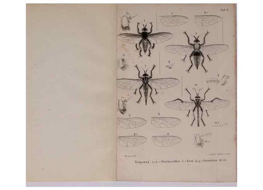 Reproducción/Reproduction 48602091291: Diptères exotiques nouveaux ou peu connus. Paris :Roret,1838-[43]. 