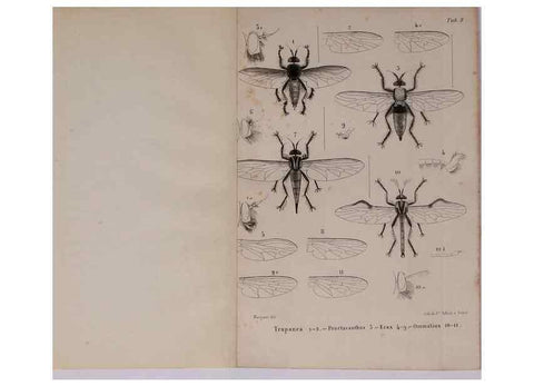 Reproducción/Reproduction 48602091291: Diptères exotiques nouveaux ou peu connus. Paris :Roret,1838-[43]. 