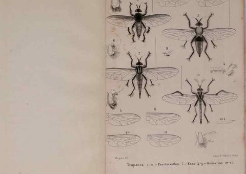 Reproducción/Reproduction 48602091291: Diptères exotiques nouveaux ou peu connus. Paris :Roret,1838-[43]. 
