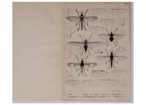 Reproducción/Reproduction 48602091606: Diptères exotiques nouveaux ou peu connus. Paris :Roret,1838-[43]. 