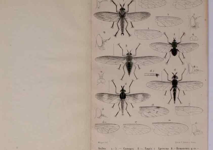 Reproducción/Reproduction 48602091606: Diptères exotiques nouveaux ou peu connus. Paris :Roret,1838-[43]. 