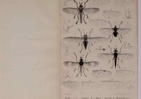Reproducción/Reproduction 48602091606: Diptères exotiques nouveaux ou peu connus. Paris :Roret,1838-[43]. 