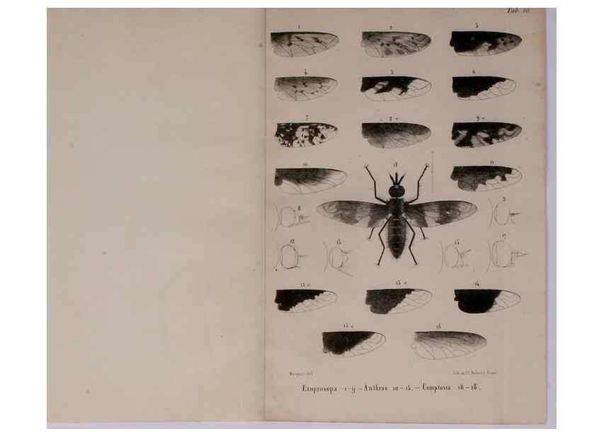 Reproducción/Reproduction 48602227372: Diptères exotiques nouveaux ou peu connus. Paris :Roret,1838-[43]. 