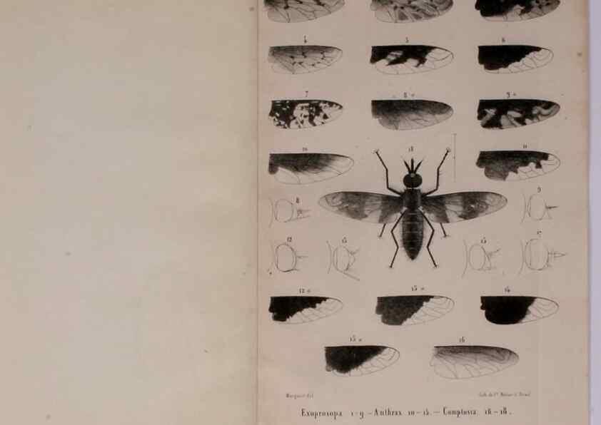 Reproducción/Reproduction 48602227372: Diptères exotiques nouveaux ou peu connus. Paris :Roret,1838-[43]. 