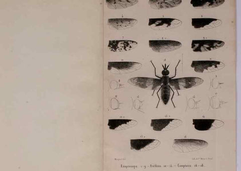 Reproducción/Reproduction 48602227372: Diptères exotiques nouveaux ou peu connus. Paris :Roret,1838-[43]. 