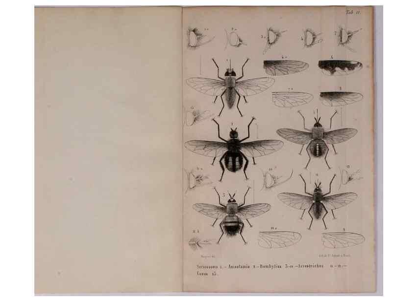 Reproducción/Reproduction 48602227692: Diptères exotiques nouveaux ou peu connus. Paris :Roret,1838-[43]. 
