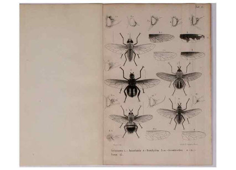 Reproducción/Reproduction 48602227692: Diptères exotiques nouveaux ou peu connus. Paris :Roret,1838-[43]. 