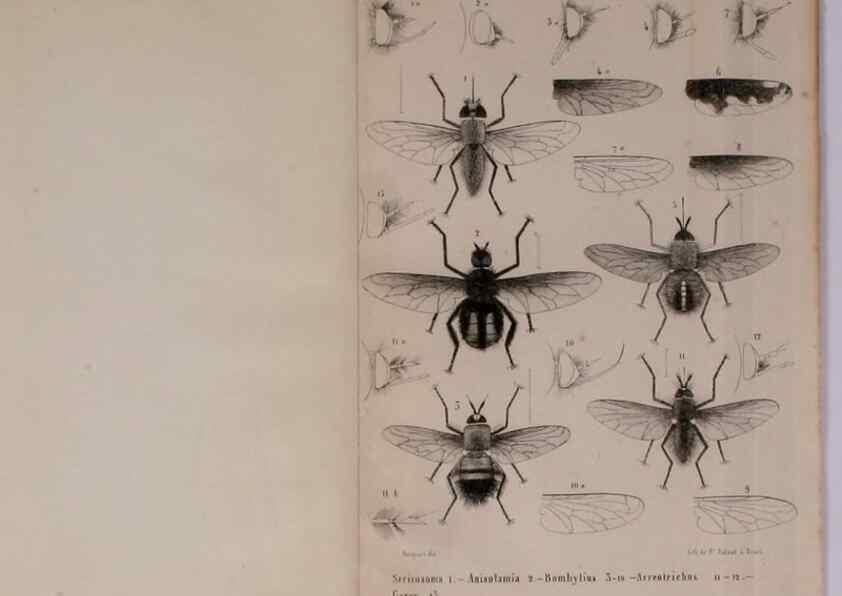 Reproducción/Reproduction 48602227692: Diptères exotiques nouveaux ou peu connus. Paris :Roret,1838-[43]. 
