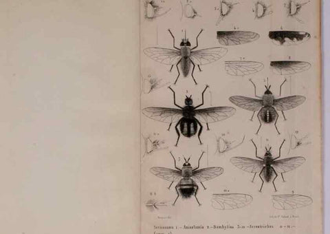 Reproducción/Reproduction 48602227692: Diptères exotiques nouveaux ou peu connus. Paris :Roret,1838-[43]. 