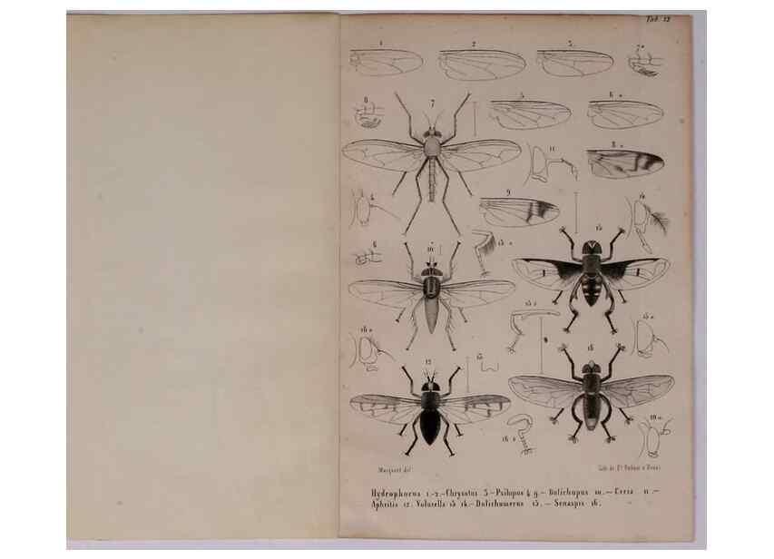 Reproducción/Reproduction 48602228057: Diptères exotiques nouveaux ou peu connus. Paris :Roret,1838-[43]. 