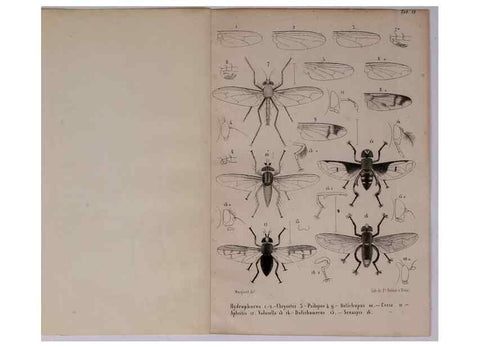 Reproducción/Reproduction 48602228057: Diptères exotiques nouveaux ou peu connus. Paris :Roret,1838-[43]. 