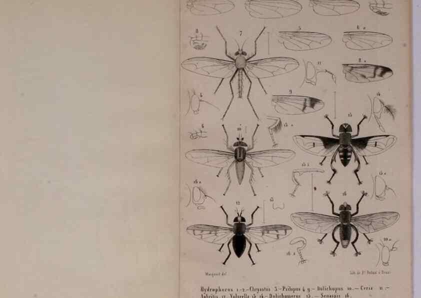 Reproducción/Reproduction 48602228057: Diptères exotiques nouveaux ou peu connus. Paris :Roret,1838-[43]. 