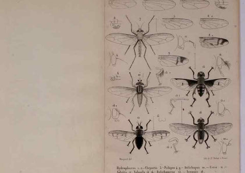 Reproducción/Reproduction 48602228057: Diptères exotiques nouveaux ou peu connus. Paris :Roret,1838-[43]. 