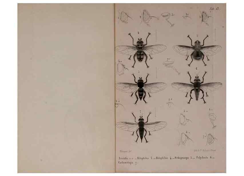 Reproducción/Reproduction 48602228342: Diptères exotiques nouveaux ou peu connus. Paris :Roret,1838-[43]. 