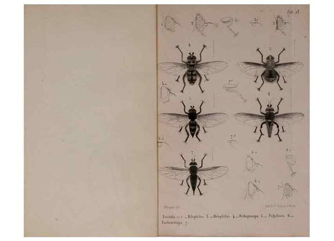 Reproducción/Reproduction 48602228342: Diptères exotiques nouveaux ou peu connus. Paris :Roret,1838-[43]. 