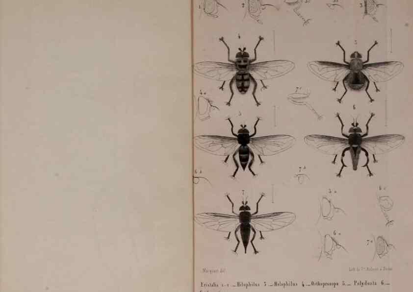 Reproducción/Reproduction 48602228342: Diptères exotiques nouveaux ou peu connus. Paris :Roret,1838-[43]. 