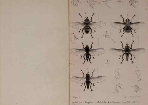 Reproducción/Reproduction 48602228342: Diptères exotiques nouveaux ou peu connus. Paris :Roret,1838-[43]. 
