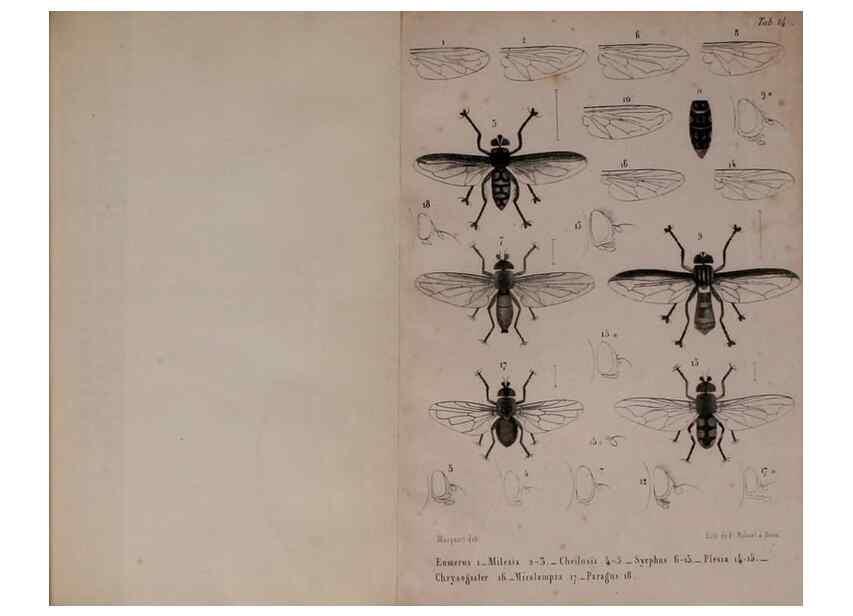 Reproducción/Reproduction 48602228667: Diptères exotiques nouveaux ou peu connus. Paris :Roret,1838-[43]. 