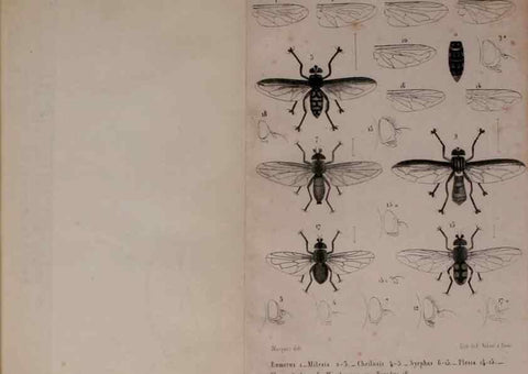 Reproducción/Reproduction 48602228667: Diptères exotiques nouveaux ou peu connus. Paris :Roret,1838-[43]. 