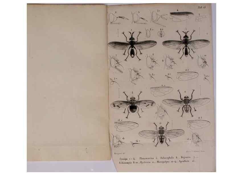 Reproducción/Reproduction 48602093691: Diptères exotiques nouveaux ou peu connus. Paris :Roret,1838-[43]. 