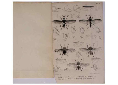 Reproducción/Reproduction 48602093691: Diptères exotiques nouveaux ou peu connus. Paris :Roret,1838-[43]. 