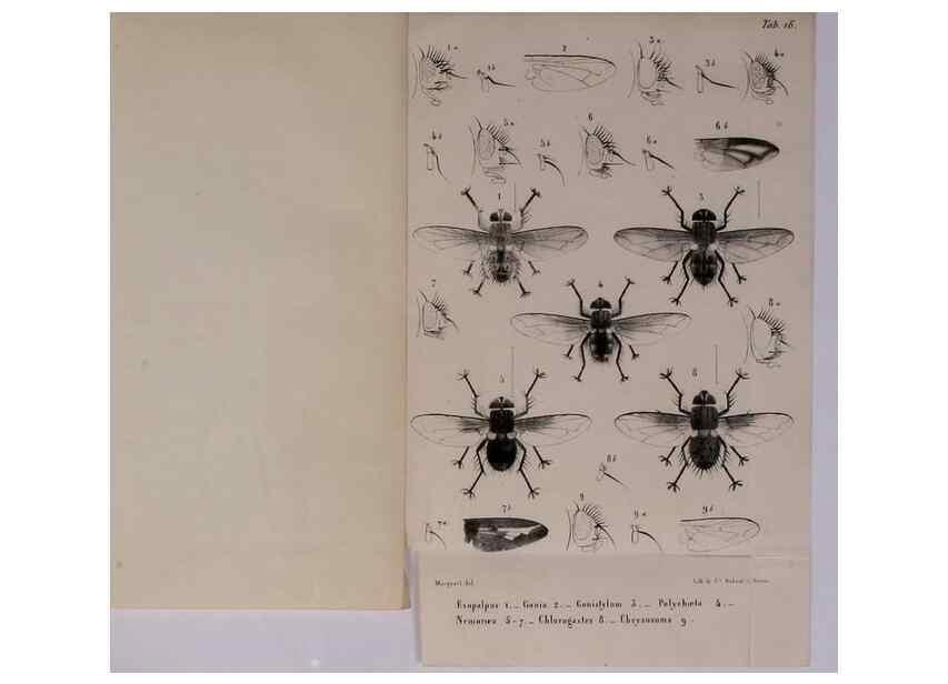 Reproducción/Reproduction 48602229507: Diptères exotiques nouveaux ou peu connus. Paris :Roret,1838-[43]. 