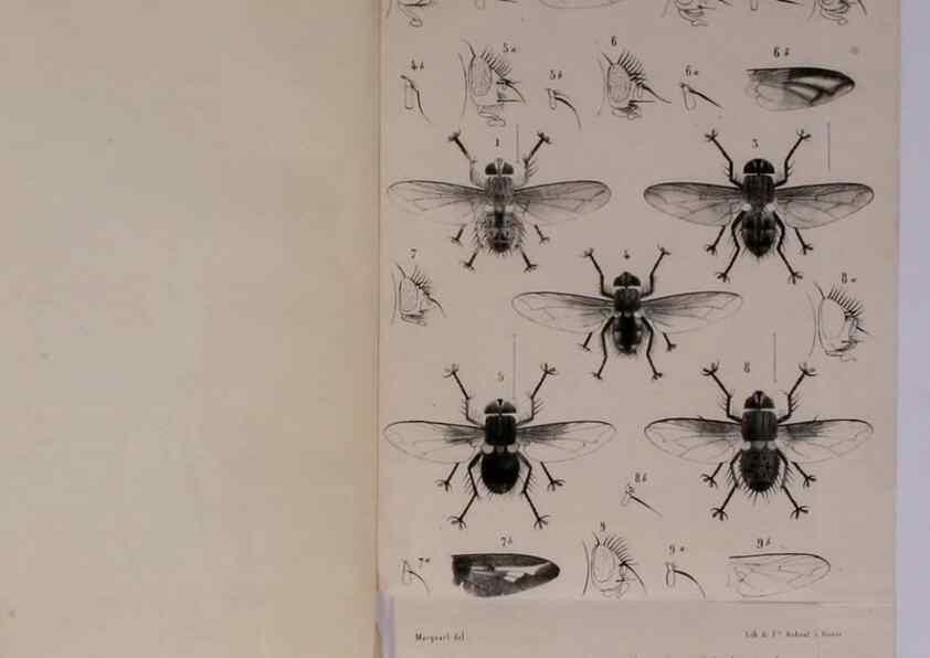 Reproducción/Reproduction 48602229507: Diptères exotiques nouveaux ou peu connus. Paris :Roret,1838-[43]. 