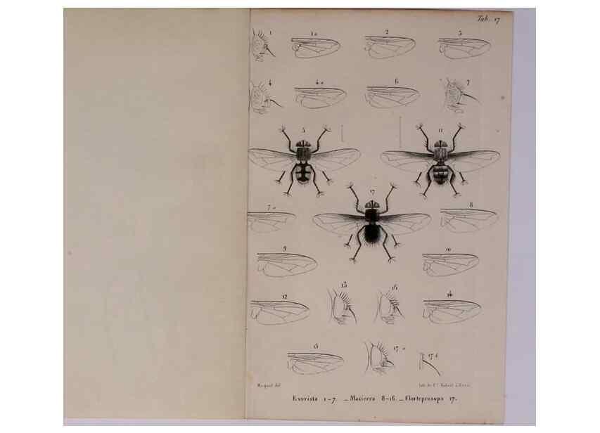 Reproducción/Reproduction 48602229962: Diptères exotiques nouveaux ou peu connus. Paris :Roret,1838-[43]. 
