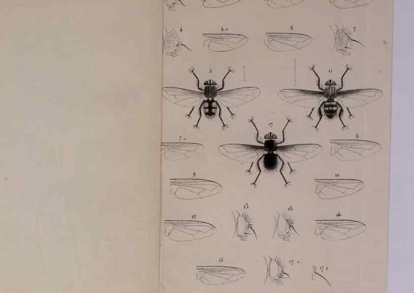 Reproducción/Reproduction 48602229962: Diptères exotiques nouveaux ou peu connus. Paris :Roret,1838-[43]. 