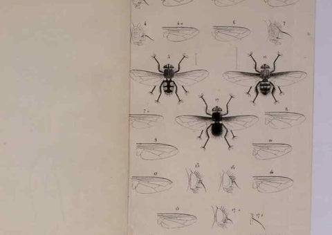 Reproducción/Reproduction 48602229962: Diptères exotiques nouveaux ou peu connus. Paris :Roret,1838-[43]. 