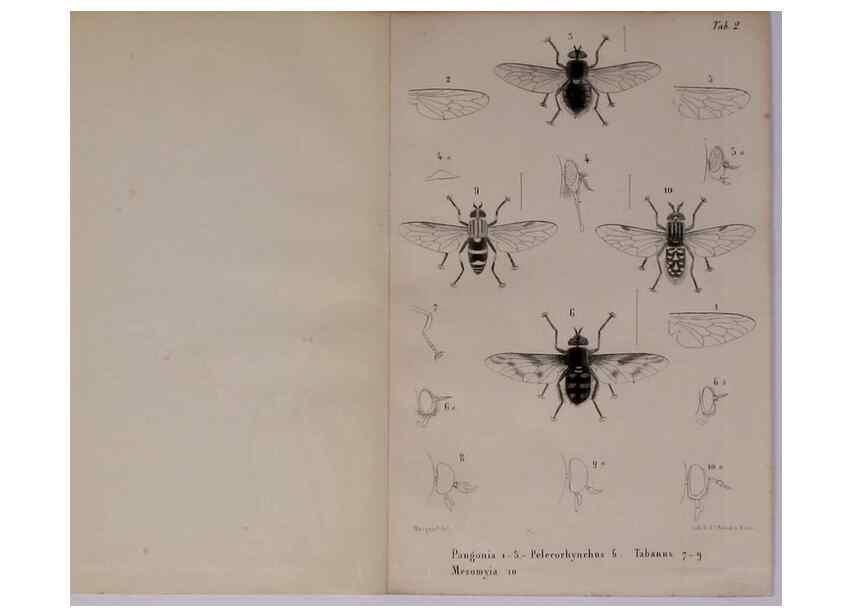 Reproducción/Reproduction 48602224797: Diptères exotiques nouveaux ou peu connus. Paris :Roret,1838-[43]. 