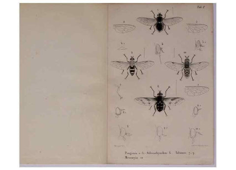 Reproducción/Reproduction 48602224797: Diptères exotiques nouveaux ou peu connus. Paris :Roret,1838-[43]. 