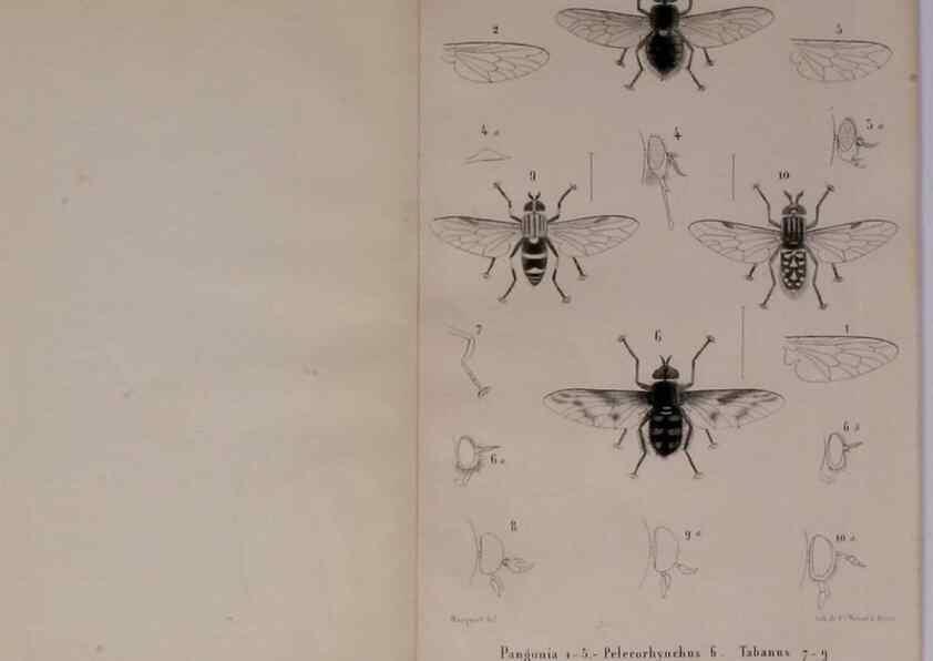 Reproducción/Reproduction 48602224797: Diptères exotiques nouveaux ou peu connus. Paris :Roret,1838-[43]. 