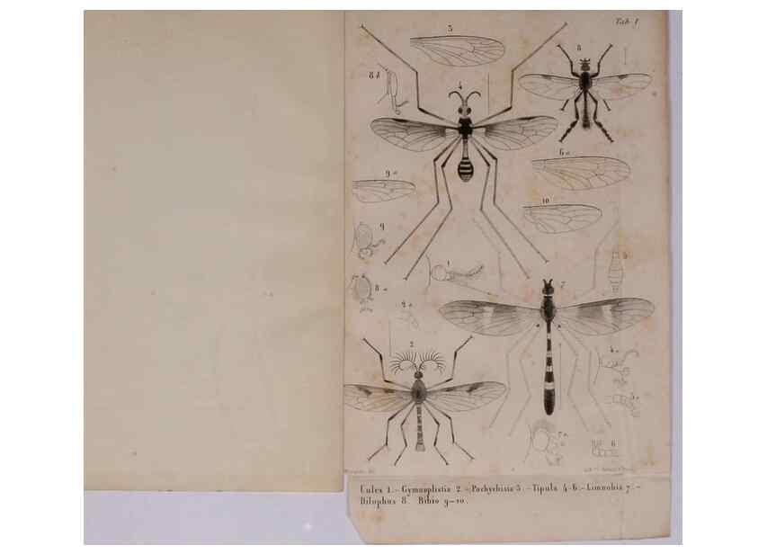 Reproducción/Reproduction 48602224517: Diptères exotiques nouveaux ou peu connus. Paris :Roret,1838-[43]. 