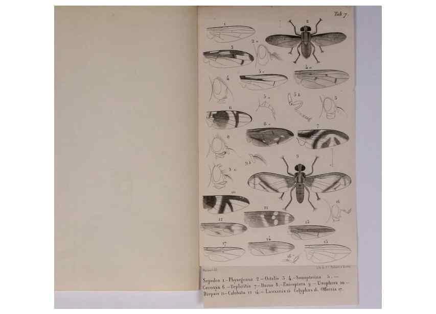 Reproducción/Reproduction 48602046801: Diptères exotiques nouveaux ou peu connus. Paris :Roret,1838-[43]. 