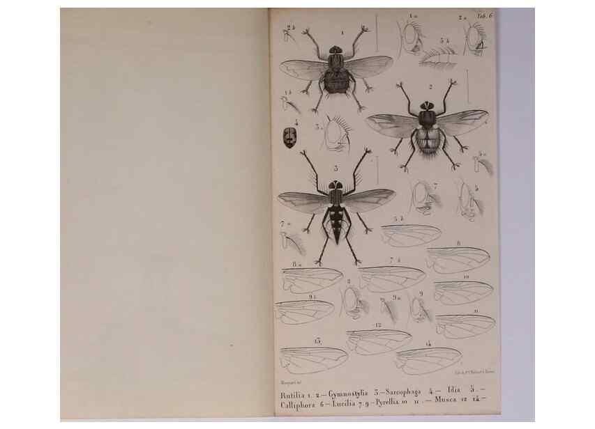 Reproducción/Reproduction 48602182512: Diptères exotiques nouveaux ou peu connus. Paris :Roret,1838-[43]. 