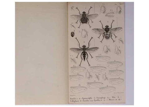 Reproducción/Reproduction 48602182512: Diptères exotiques nouveaux ou peu connus. Paris :Roret,1838-[43]. 