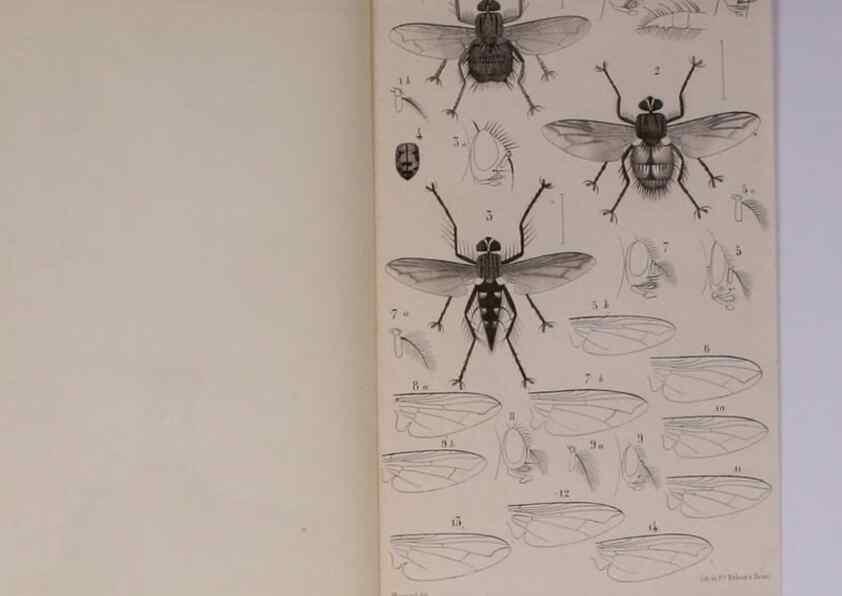 Reproducción/Reproduction 48602182512: Diptères exotiques nouveaux ou peu connus. Paris :Roret,1838-[43]. 