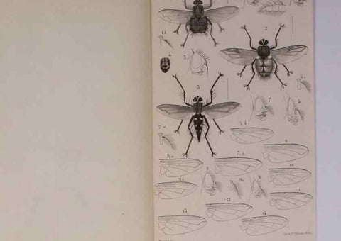 Reproducción/Reproduction 48602182512: Diptères exotiques nouveaux ou peu connus. Paris :Roret,1838-[43]. 