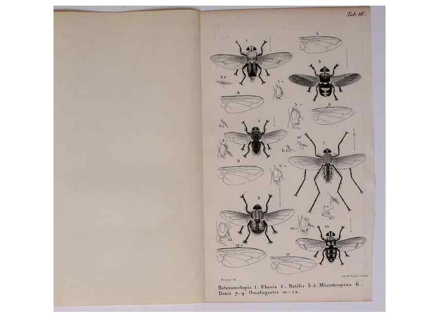 Reproducción/Reproduction 48602041951: Diptères exotiques nouveaux ou peu connus. Paris :Roret,1838-[43]. 