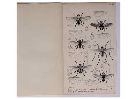 Reproducción/Reproduction 48602041951: Diptères exotiques nouveaux ou peu connus. Paris :Roret,1838-[43]. 