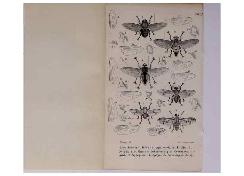 Reproducción/Reproduction 48602042271: Diptères exotiques nouveaux ou peu connus. Paris :Roret,1838-[43]. 