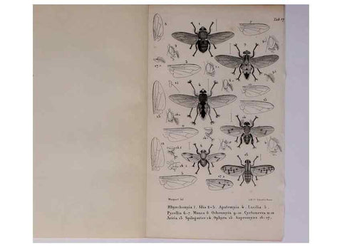 Reproducción/Reproduction 48602042271: Diptères exotiques nouveaux ou peu connus. Paris :Roret,1838-[43]. 
