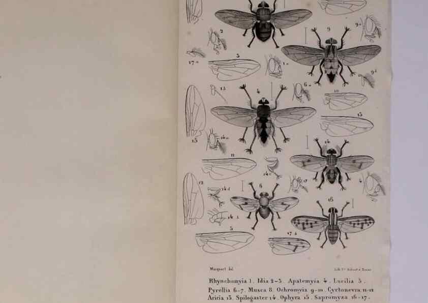 Reproducción/Reproduction 48602042271: Diptères exotiques nouveaux ou peu connus. Paris :Roret,1838-[43]. 