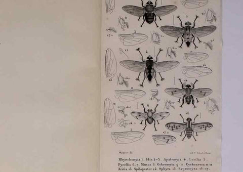 Reproducción/Reproduction 48602042271: Diptères exotiques nouveaux ou peu connus. Paris :Roret,1838-[43]. 