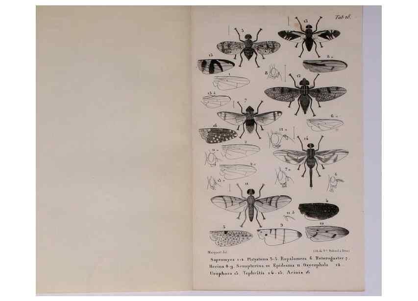 Reproducción/Reproduction 48602042521: Diptères exotiques nouveaux ou peu connus. Paris :Roret,1838-[43]. 