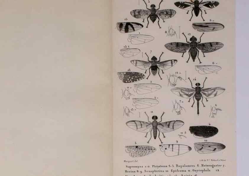 Reproducción/Reproduction 48602042521: Diptères exotiques nouveaux ou peu connus. Paris :Roret,1838-[43]. 