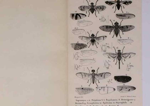 Reproducción/Reproduction 48602042521: Diptères exotiques nouveaux ou peu connus. Paris :Roret,1838-[43]. 