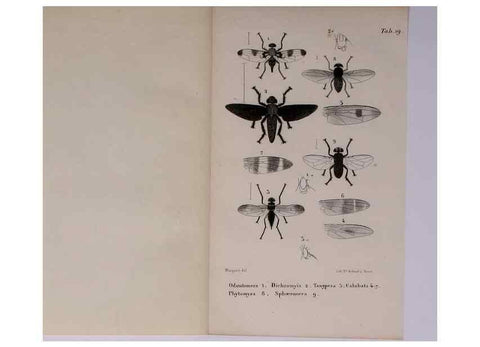 Reproducción/Reproduction 48602042776: Diptères exotiques nouveaux ou peu connus. Paris :Roret,1838-[43]. 